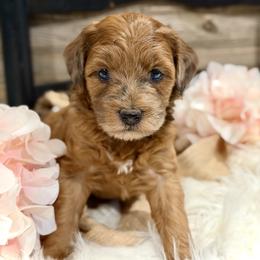 Bernedoodle and Whoodle Puppies from Genesis Family Farm