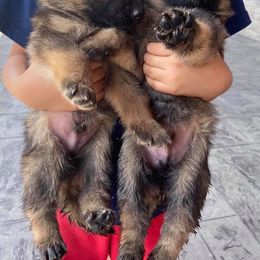 German Shepherd Puppies from JCR Kennels