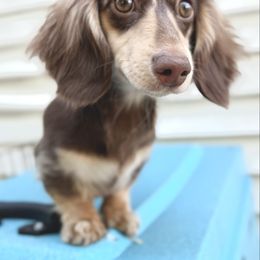 Dolly - Dachshund