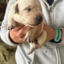 Female 3 - Yellow female Labrador Retriever puppy in Yamhill, Oregon from FitzGerald Kennels