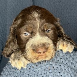 PANDA - Tri-Roan male English Springer Spaniel puppy in Billings, Montana from M&M Fuzzy Bottom Friends