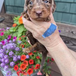Boy 1 - Dapple male Dachshund puppy in Gouverneur, New York from Dack Dachshunds