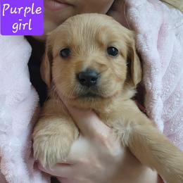 Purple girl - Dark golden female Golden Retriever puppy in Post Falls, Idaho from River Heights Golden Retrievers