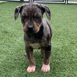 Girl 4 - Blue merle female Catahoula Leopard Dog puppy in Gadsden, Alabama from Rich Cat’s