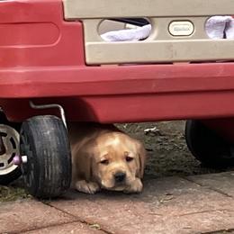 Bear - Yellow male Labrador Retriever puppy in Princess Anne, Maryland from Little Farm