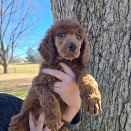 Purple Collar - Red  male Poodle puppy in Henagar, Alabama from Windy Oak Kennels