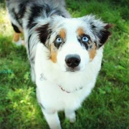 Addie  - Australian Shepherd