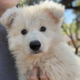 Titan - White male German Shepherd puppy in Bexar County, Texas from Scenic Creek German Shepherds and White Swiss Shepherds