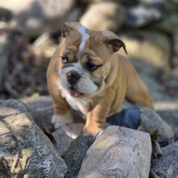 Betty - Red and white female Bulldog puppy in Noble County, Indiana from River Road Bulldogs