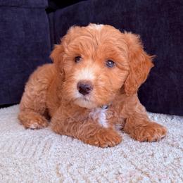 Queen Charlotte - Parti female Goldendoodle puppy in Barstow, California from Golden Desert Doodles