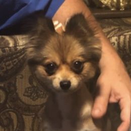 Chinese Cresteds and Pomeranians from No Hair Here