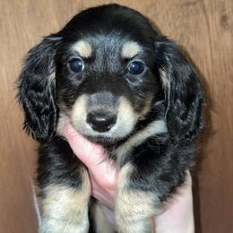 Rip (PET ONLY) - Black and cream male Dachshund puppy in Goldthwaite, Texas from Mini Mama Dachshunds