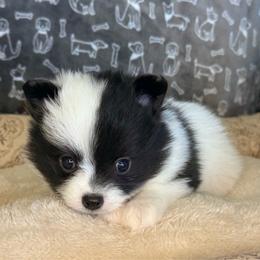 Ham - Black parti male Pomeranian puppy in Lexington, Oklahoma from BooneDox Miniature Dachshunds