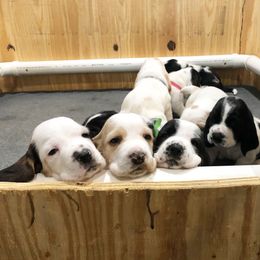 Basset Hound Puppies from Bear’s Bassets