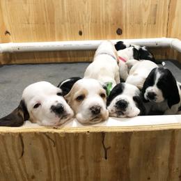 Basset Hound Puppies from Bear’s Bassets