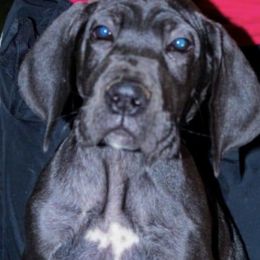 Great Danes from Mielnickis Danes