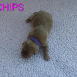 Chips - Yellow female Labrador Retriever puppy in Prince George, Virginia from Kingdom Kenelz Labradors