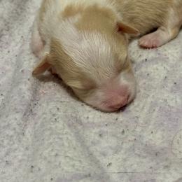 Daisy - White and gold female Border Collie puppy in Jackson, Michigan from Fairlane Kennels