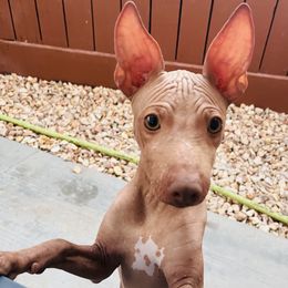 American Hairless Terrier puppies from Gold Rush Kennels