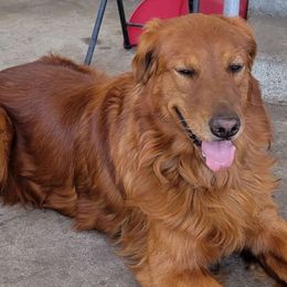 Bentley - Golden Retriever