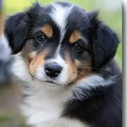 Australian Shepherd Puppies from Harvest Moon Aussies