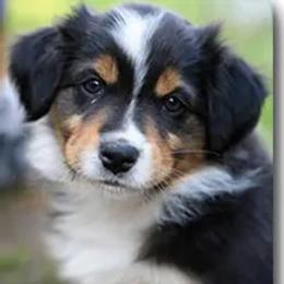 Australian Shepherd Puppies from Harvest Moon Aussies