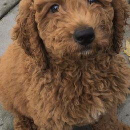 Goldendoodles from Seattle Doodle