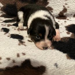 Almond Joy - Blue female Australian Cattle Dog puppy in Lancaster, Minnesota from Weleski Chocolate Heelers