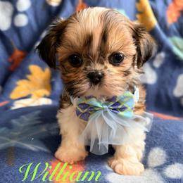 Will - Gold and white male Shih Tzu puppy in Hemet, California from Aloha Shih Tzu