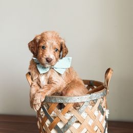 Spark - Apricot Goldendoodle puppy in Soddy Daisy, Tennessee from The W Doods