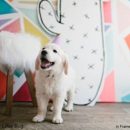 Dewbury Dream Goldens  breeder of Golden Retriever