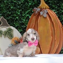 Freckles - Fawn (isabella) and cream male Dachshund puppy in Woodbine, Georgia from Walker's Minidachs