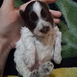 Chocolate and white parti male - Parti male Miniature Schnauzer puppy in Gonzales, Louisiana from Majestic Marvels Schnauzers