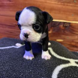 Boston Terrier Puppies from Goshorn Family Bostons and Frenchtons