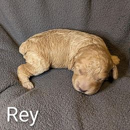 Rey - Buff male Cockapoo puppy in Sunset, Louisiana from Cano Cockapoos
