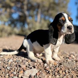 Banjo - Basset Hound