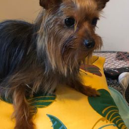 Yorkshire Terriers from Betty's Precious Babies