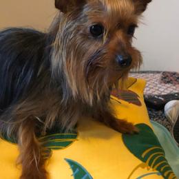 Yorkshire Terriers from Betty's Precious Babies