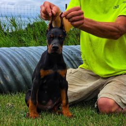 Harry - Black and rust male Doberman Pinscher puppy in China Township, Michigan from Snell's Superior Kennel Dobermann & GSP