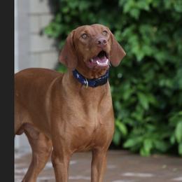 Traeger - Vizsla
