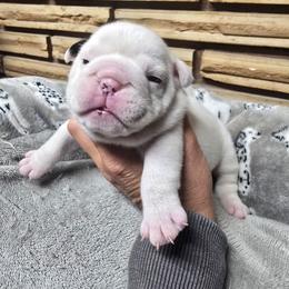 Red girl - White female Bulldog puppy in Laurel, Montana from Bull Mountain Bulldogs