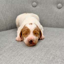Ozzy - Parti male Goldendoodle puppy in Queen Creek, Arizona from Goldendoodle AZ