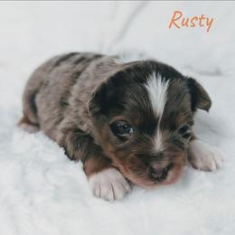 Rusty - Red merle male Australian Shepherd puppy in Yakima, Washington from Naches Heights Ranch