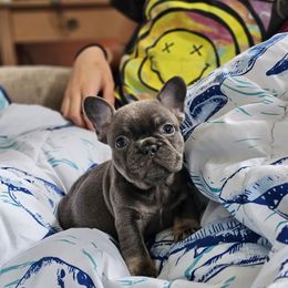 Boy 2 - Tricolors male French Bulldog puppy in Lake Mary, Florida from Top of the Line Frenchies