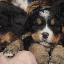 Bernese Mountain Dogs from Z&H Berners