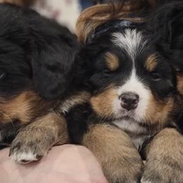 Bernese Mountain Dogs from Z&H Berners