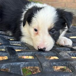 Don Diego - Black and white male Border Collie puppy in Mckinney, Texas from Border Collies of Ruidoso