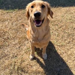 Beretta - Golden Retriever