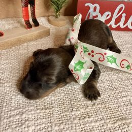 Girl - Cream female Dachshund puppy in Winter Haven, Florida from Davidson's Dachshunds