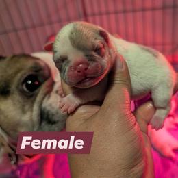 Girl 3 - White female French Bulldog puppy in Battle Ground, Washington from Ferguson's Bulldogs